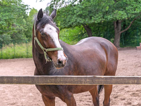 Dark brown horse with a white stripe on the muzzle stands behind a wooden paddockの写真素材