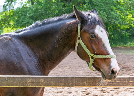 Dark brown horse with a white stripe on the muzzle stands behind a wooden paddockの写真素材
