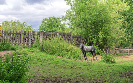 Gray horse with white spots grazes in a farm yardの写真素材