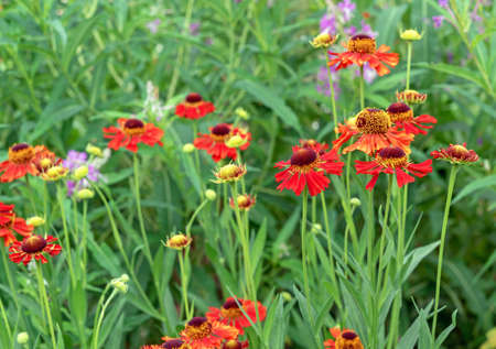 Blooming red geleniums 'Moerheim Beauty' in the summer gardenの写真素材