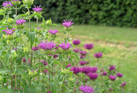 Pink monarda flowers. Bergamot herb, American lemon balm, Indian nettle, Oregon tea, bee balm, horse mint.の写真素材