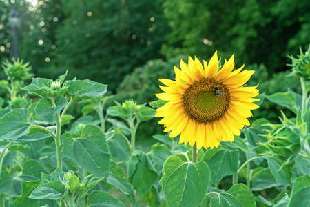 Bee collects pollen on a blooming sunflower. Sunflower plantation in the summer garden.の写真素材