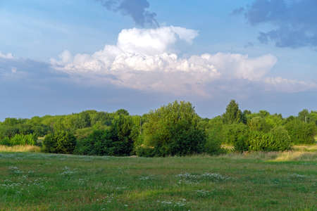 Summer landscape with clouds, trees and meadow flowers in the rays of the sunset.の写真素材