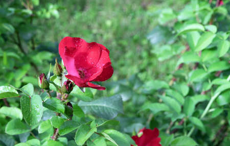 Red rose Robusta with water drops on petals.の写真素材