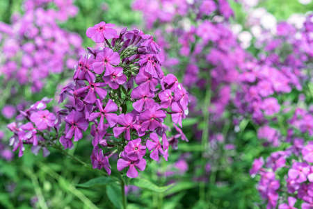 Blooming purple phlox paniculata in the summer garden.の写真素材