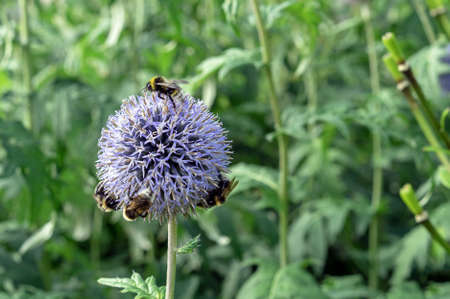 Blooming lilac Echinops or Thistle flower (Echinops ritro) with bees collecting pollen.の写真素材