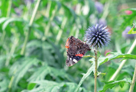 Blooming lilac echinops or thistle flower (Echinops ritro) with butterfly monarch.の写真素材