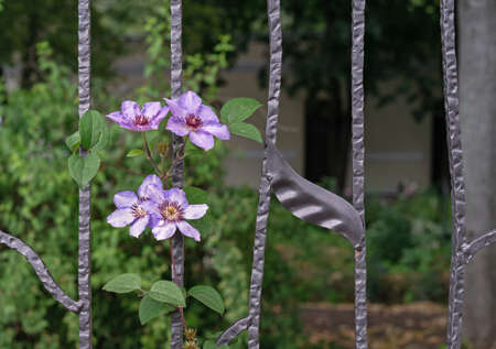 Clambering plant violet clematis on a wrought-iron fence in the garden.の写真素材