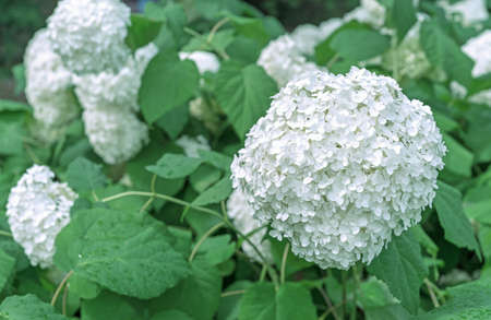 Blooming white hydrangea or tree hydrangea in the summer garden.の写真素材