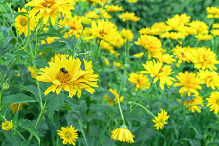 Blooming yellow heliopsis with bee collecting pollen.の写真素材