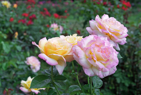 Blooming white rose with a yellow middle in the summer garden.の写真素材