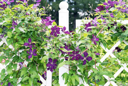 Clambering plant violet clematis on a wrought-iron fence in the garden.の写真素材