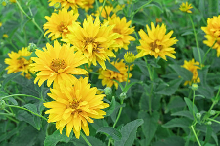 Blooming yellow heliopsis in the summer garden.の写真素材
