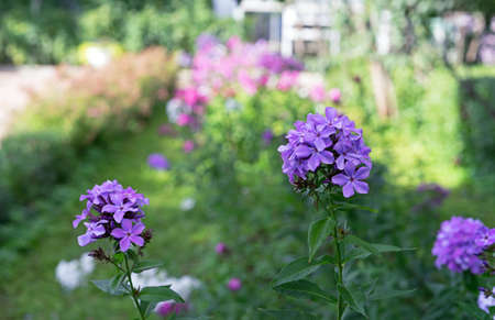Blooming purple phlox paniculata in the summer garden.の写真素材