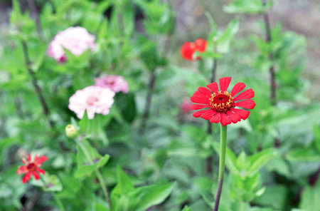 Red zinnia flower blooms in the summer garden.の写真素材
