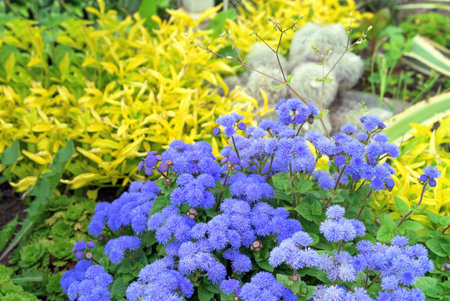 Violet aregatum are often used in summer park landscaping.の写真素材