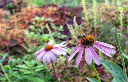Echinacea purpurea or Purple Coneflowers is a perennial, medicinal plant with immunomodulatory properties.の写真素材