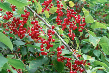 Branch with fruits of red bird cherry. Bird cherry Virginian.の写真素材