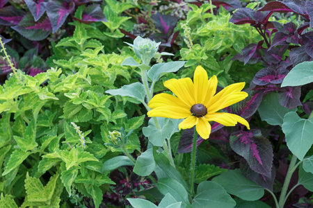 Yellow echinacea or rudbeckia on a green background.の写真素材