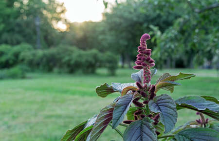 Purple amaranth at sunset. Amaranth seeds are rich source of proteins and amino acids.の写真素材
