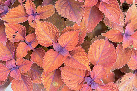 Orange Leaves Coleus Keystone kopper. Background of coleus leaves.の写真素材