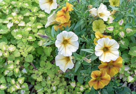 White and yellow petunias against a background of green foliage.の写真素材