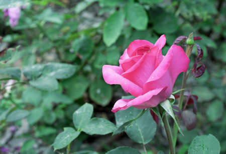 Blooming pink rose in the summer garden. Hybrid tea rose.の写真素材