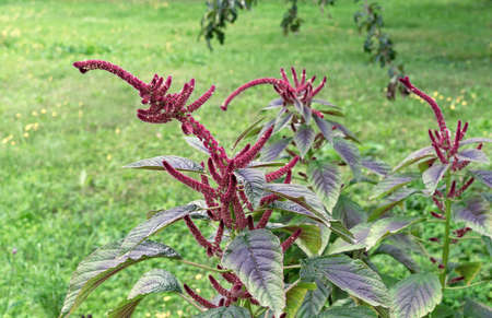 Burgundy amaranth or Aztec wheat, Inca bread, medicinal plant and cereal.の写真素材