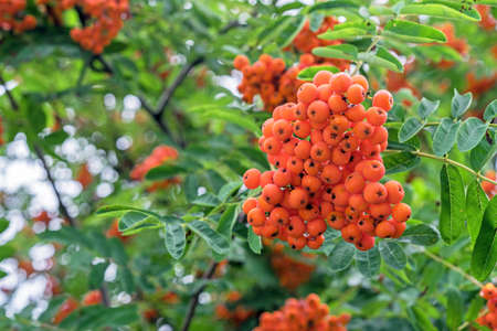 Orange rowan berries. Rowan bunches in the autumn garden.の写真素材