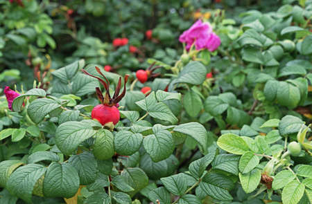 Flowers and fruits rose hips. Wild Rose. Rosehip during ripening.の写真素材