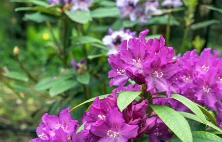 Violet flowers of hybrid rhododendron, azaleas bloom in the spring garden.の写真素材