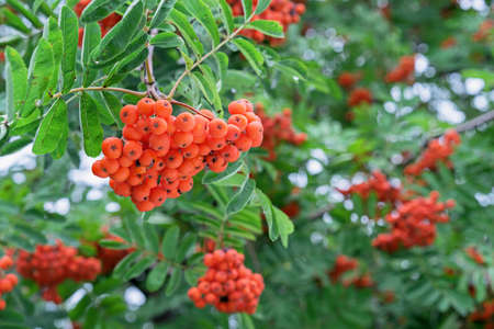 Orange rowan berries. Rowan bunches in the autumn garden.の写真素材