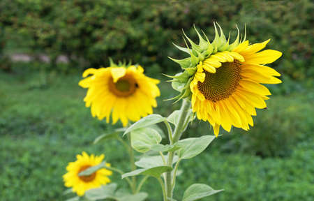 Yellow sunflowers bloom in the summer garden.の写真素材