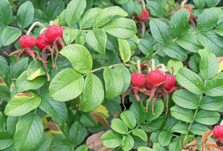 Red fruit rose hips. Wild Rose. Rosehip when ripe.の写真素材