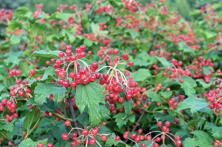 Berries of red viburnum or viburnum opulus on branches in an autumn garden.の写真素材