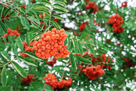 Orange rowan berries. Rowan bunches in the autumn garden.の写真素材
