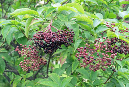 Purply-black elderberry or Hedgerow Elderberries in early autumn.の写真素材