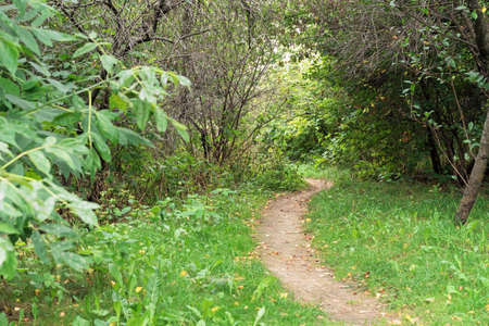 Footpath in a picturesque summer forest.の写真素材