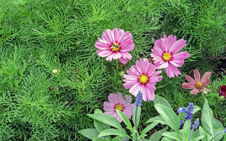 Purple flowers cosmos of double-feathery blooming in the garden.の写真素材