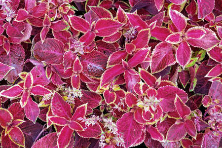 Coleus or Plectranthus Scutellarioides with red-green leaves. Flame nettle.の写真素材