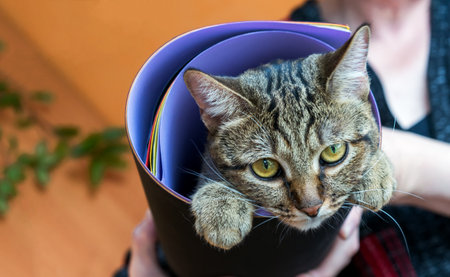 Gray tabby cat wrapped in a roll with colored paper.の写真素材