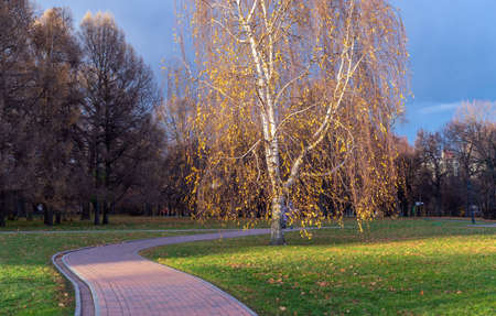 Birch with yellow leaves in an autumn park at sunset.の写真素材