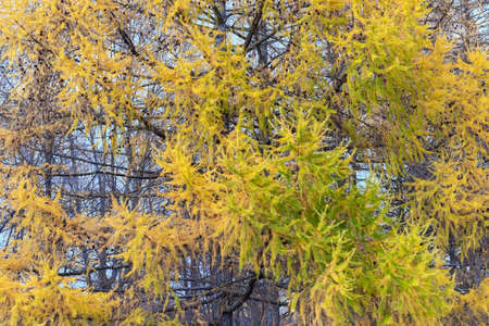 Yellow larch trees in the autumn forest. Trees in late autumn.の写真素材