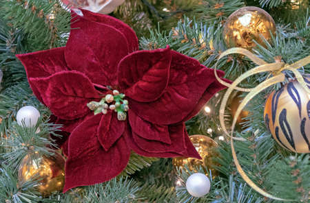 Red velvet poinsettia flower on the Christmas tree.の写真素材