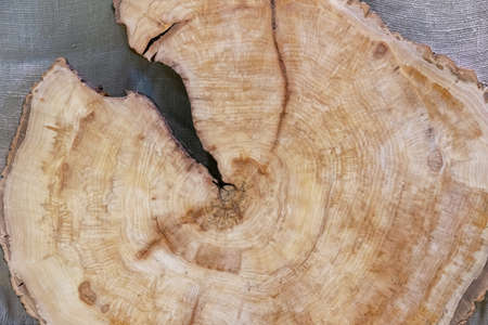 Round wooden slab of elm-tree wood with a large crack.の写真素材
