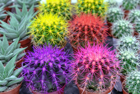Decorative colored cacti on the shelf of a flower shop.の写真素材