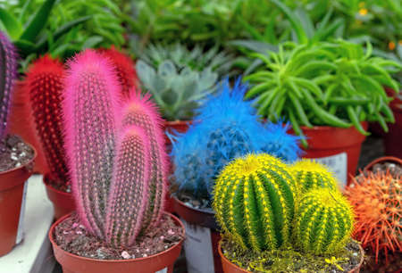 Decorative colored cacti on the shelf of a flower shop.の写真素材