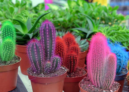 Decorative colored cacti on the shelf of a flower shop.の写真素材