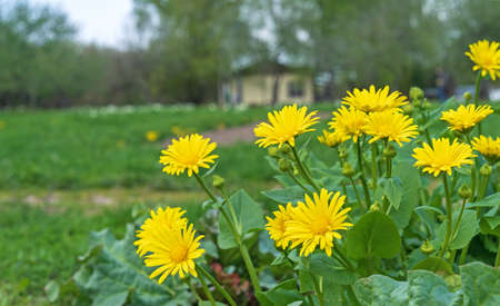 Gerbera Jameson's blooms in the spring garden. yellow gerbera flowers.の写真素材