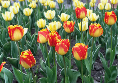 Yellow-red tulips bloom in the spring garden. blooming tulips. First spring flowers.の写真素材